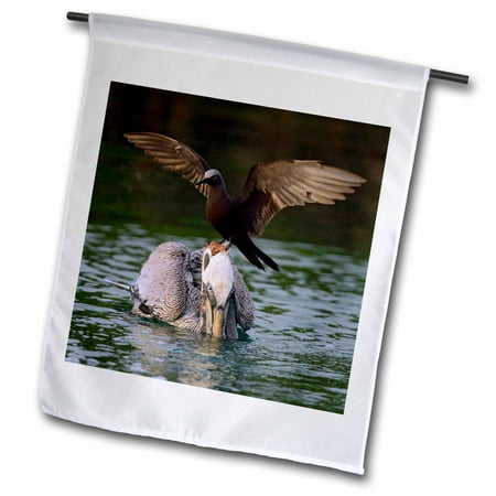 3dRose Ecuador, Galapagos Islands, Santa Cruz, Noddy bird - SA07 BJA0052 - Jaynes Gallery, Garden Flag, 12 by 18-Inch