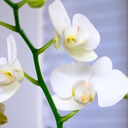 Element White Live Orchid Decor (Approx 16 Tall) in 3.5 Blue & White Planter