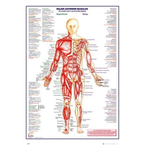 The Human Body - Medical / Educational Poster / Print (Major Anterior