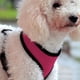 thumbnail image 1 of Mochila Para Mascotas Malla suave Cachorro Perro Gato Arnés Transpirable Pet Walking Chaleco Acolchado Rosa M Wdftyju Libre de BPA, 1 of 7