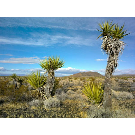 Cinder Cones Joshua Tree and other desert vegetation Mojave National Preserve California Poster Print by Tim (Best Way To Hang Posters On Cinder Block)