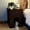 Brown, variant on UPLLX Cat Litter Box Enclosure with Drawer, Wooden Hidden Cat House Side Table Indoor White