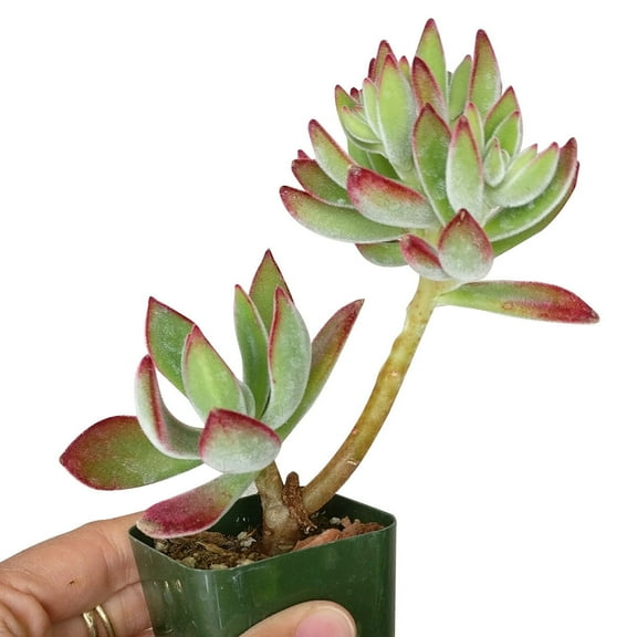 Echeveria Harmsii Ruby Slippers (2"  Plastic Pot) - Tiny, Lovely, Easy to Care Rosette Succulents - Live Succulents for Indoor Places