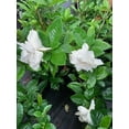 thumbnail image 5 of ( 1 ) - Summer Snow Gardenia - Starter Plant ( 4L ) - Evergreen - Fragrant White Flowers, 5 of 6