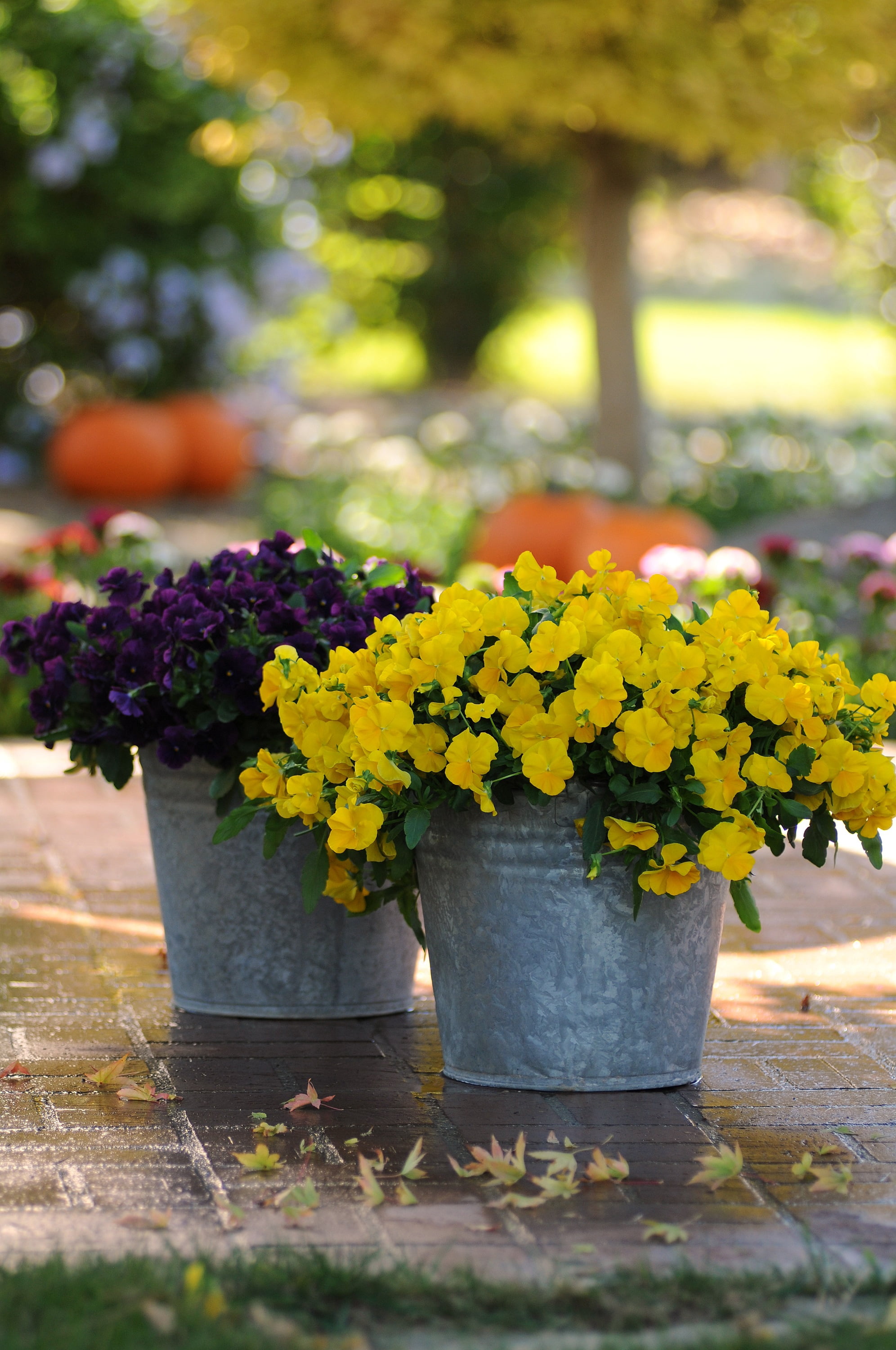 Expert Gardener Perennial Pansy Spring Live Plants Outdoor, 4 Count