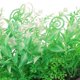 thumbnail image 5 of Milisten 3Ud Artificiales Para Decorar De Peces Estables, 5 of 6