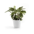 thumbnail image 4 of Ecopots Amsterdam Durable Modern Round Indoor/Outdoor Recycled Based Composite Flower Pot Planter, Pure White, 12", 4 of 4