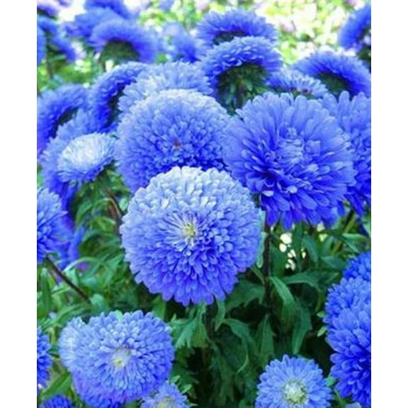 50 Blue Aster Flower Seeds
