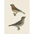 thumbnail image 2 of Wild Apple Portfolio 15x18 White Modern Wood Framed Museum Art Print Titled - Cedar Waxwings Bright, 2 of 4