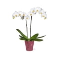thumbnail image 3 of Orquídea premium en maceta, 3 of 4