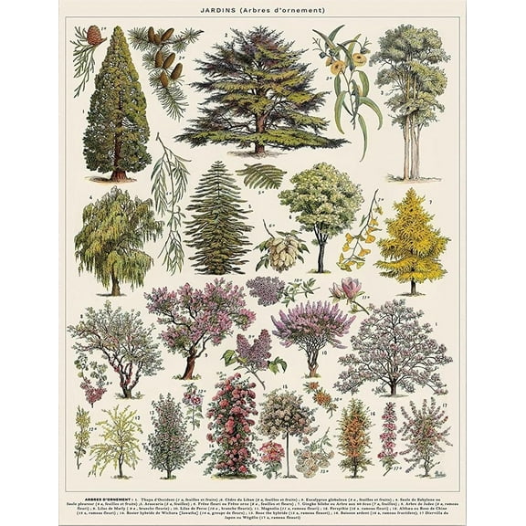Botanical Prints and Wall Art - Tree Vintage Poster for Aesthetic & Nature Home Decor Set of 4 Tree Species Wall Hangings and Forest Decor Arboretum Illustration Wall Art in French
