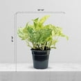 thumbnail image 4 of 8 Pack Live Marble Queen Pothos, Indoor Potted Houseplant, Birthday Gift, Air Purifying Plant, Variegated Houseplant, Sympathy Gift in 4" Pot, 4 of 5