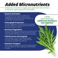 thumbnail image 3 of Jack's Professional 20-20-20 General Purpose Water-Soluble Fertilizer with Micronutrients for Heavy Feeding Plants in Continuous Liquid Feed Programs, 25lbs, 3 of 6