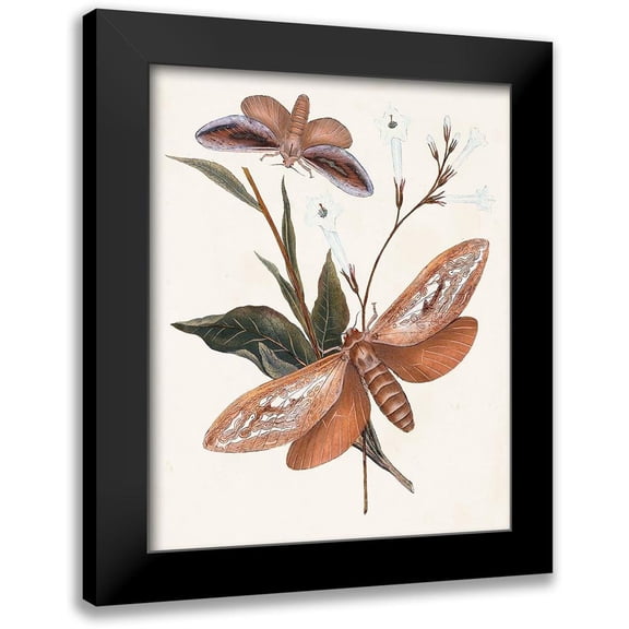 Unknown 12x14 Black Modern Framed Museum Art Print Titled - Butterflies and Moths II