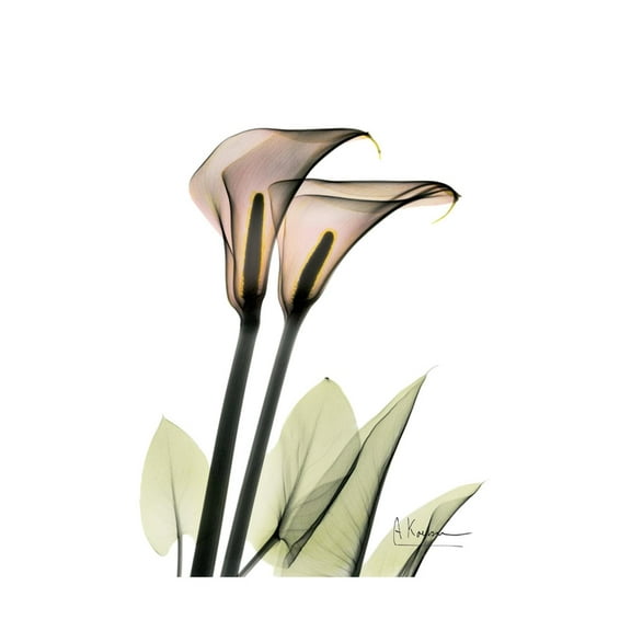 Art.com Calla Lily Portrait Art Print by Albert Koetsier, 12" x 16"