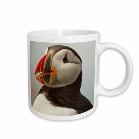 

3dRose Atlantic Puffins Machias Seal Island Cutler Maine - US20 CHA0008 - Chuck Haney Ceramic Mug 11-ounce