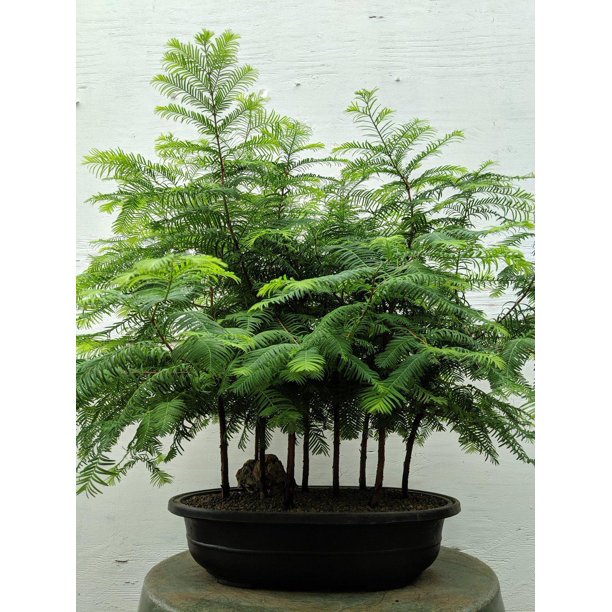 Redwood Forest Specimen Bonsai Tree Walmart Com