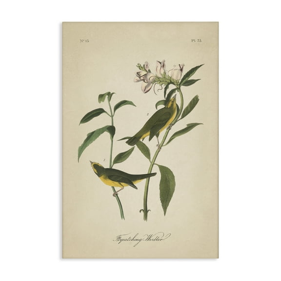 Stupell Industries Vintage Warbler Diagram Animals & Insects Painting Gallery Wrapped Canvas Art Print Wall Art, 16 x 24