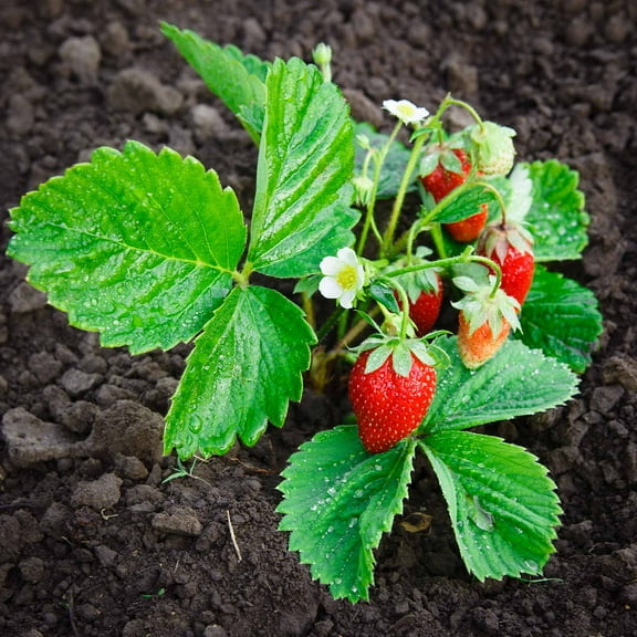 Mountain Valley Seed Company 100 Strawberry Fruit Plant Seeds, Non-GMO