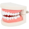 thumbnail image 1 of Modelo dental de demostración CHAO de PVC 9,2 x 7,5 x 5,1 cm, 1 of 5