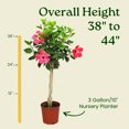 thumbnail image 3 of Tropical Plants of Florida 38" to 44" Braided Pink Hibiscus Tree; Pink Flowers, Full Sunlight, Outdoor Plant, 3 of 5