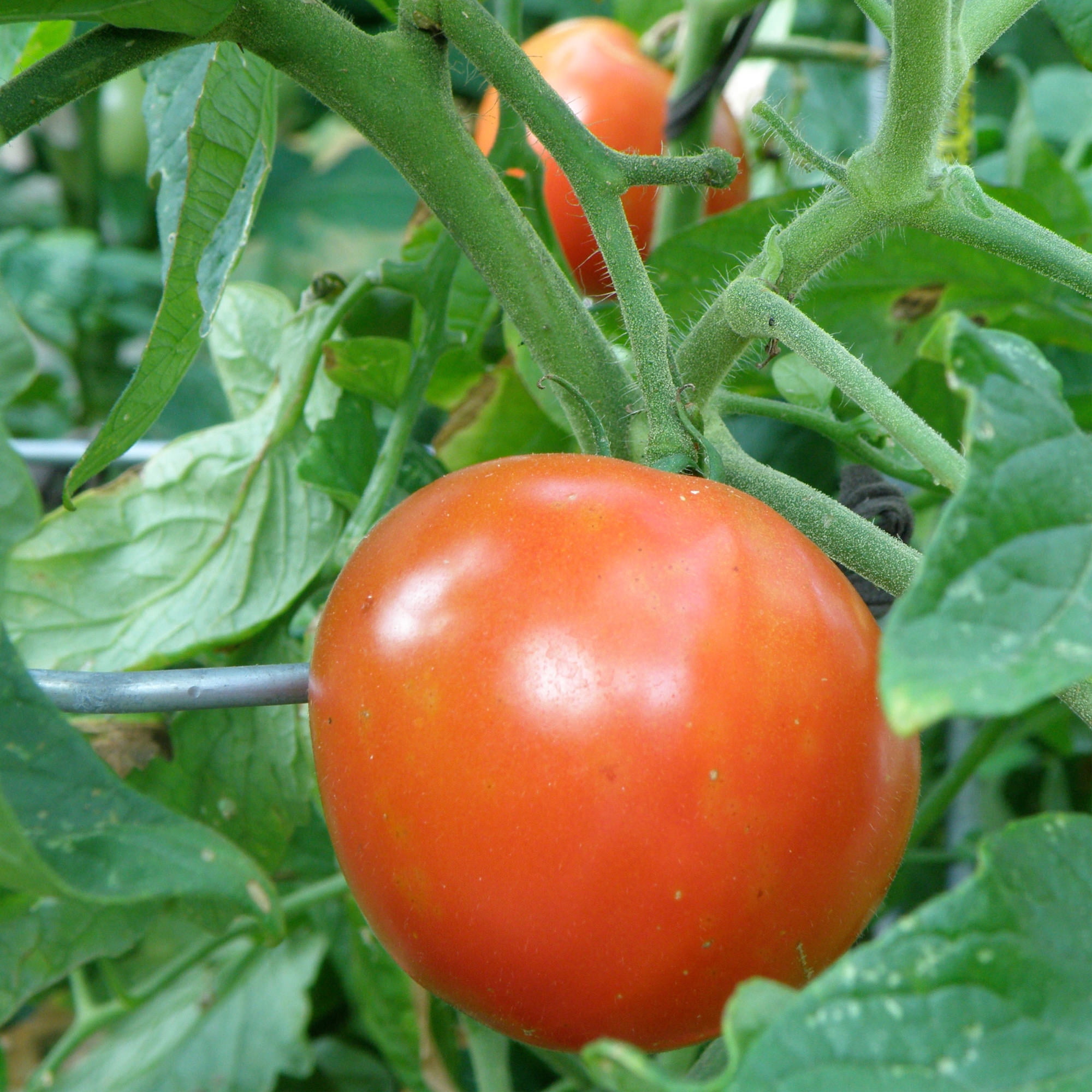 (2 pack) Bonnie Plants Better Boy Tomato 19.3 oz.