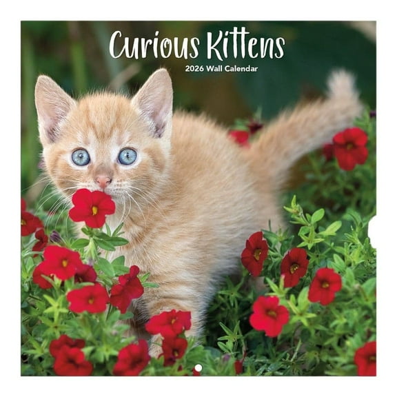Turner Licensing, Curious Kittens Photo 2026 Mini Wall Calendar, 7'' X 7'', 12-Month Calendar with Stapled Binding