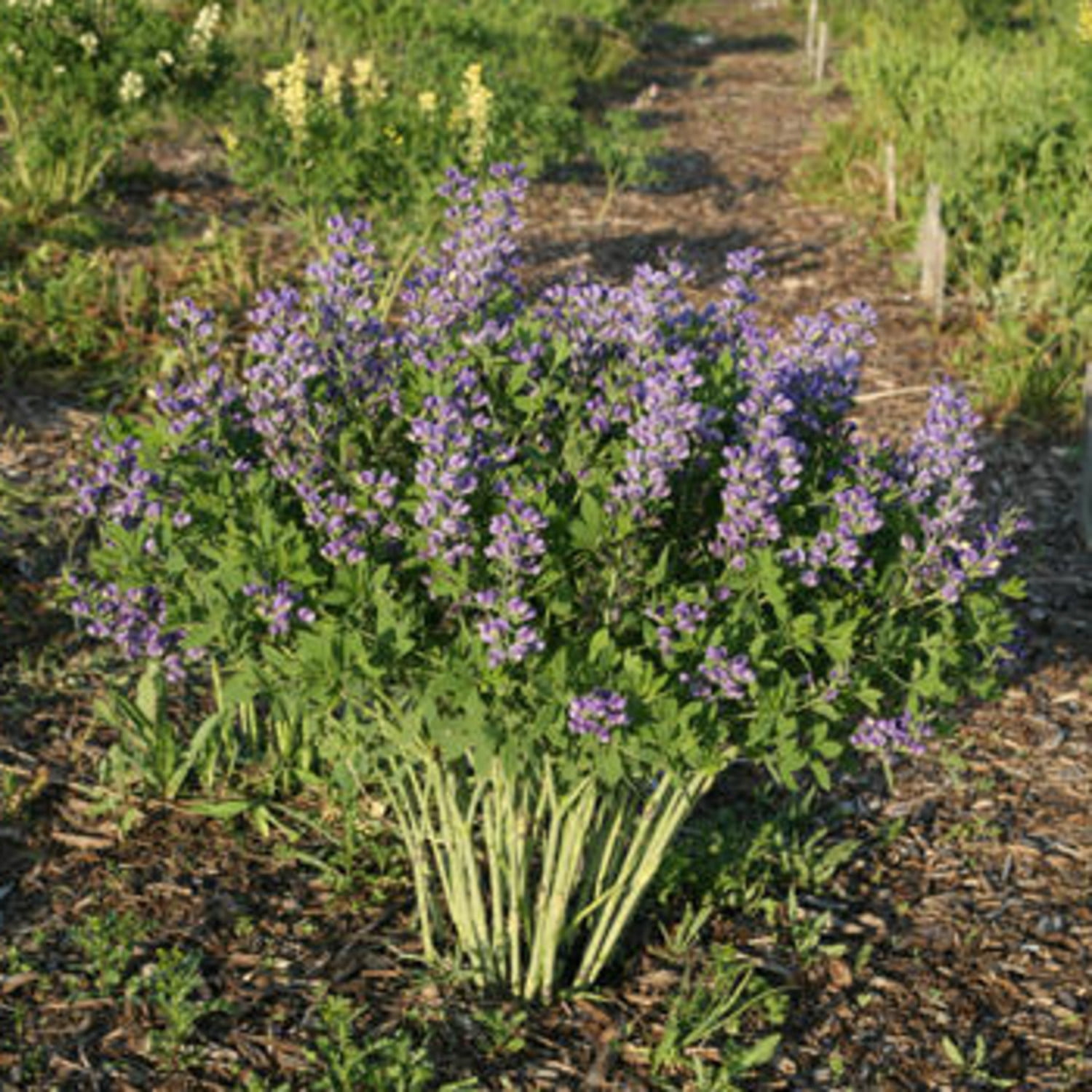 Proven Winners 6" Decadence 'Blueberry Sundae' False Indigo Live Plant in 7.5" Pot