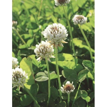 White Clover Seed, 1/2 Lb., NATURAL- A tried-and-true herbicide-free way to control weeds By NORTH COUNTRY