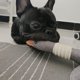 thumbnail image 2 of Dog Toys For Strong Aggressive Chewers Small Breed And Squeaky Goose For Small Medium Dogs, 2 of 3