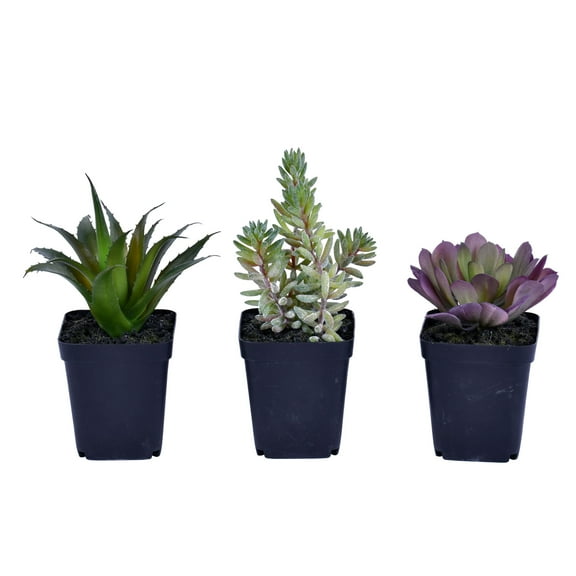 Vickerman 7" Artificial Succulent, Black Plastic Planters Pot, Set of 3