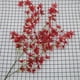 thumbnail image 4 of Nvzi 6 piezas de flores artificiales de tacto real, flores falsas para decoración del hogar, oficina, boda, arreglo de ramo de flores artificiales para decoración (blanco, 14,5 pulgadas de largo), 4 of 5