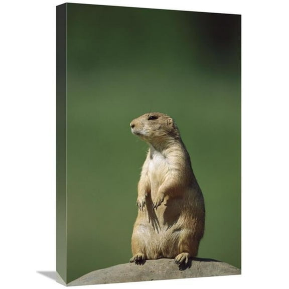 16 x 24 in. Black-Tailed Prairie Dog Sitting Upright, North America Art Print - Konrad Wothe
