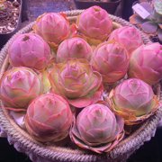 Aeonium Aurea Pink Mountain Rose Mini Live Succulent Plant-Compact Rose-Shaped Rosette for Indoor Décor, Containers & Succulent Collections