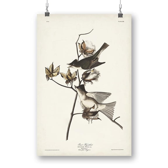 Pewit Flycatcher Poster - John James Audubon Designs,