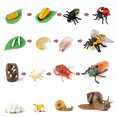 thumbnail image 2 of ZheElen Simulation Insect Animal Growth Kindergarten Model Educational Teaching Learning Imagination Cognition Toys Children Type 8, 2 of 8
