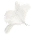 thumbnail image 3 of 30 Pcs Natural Ostrich Feathers Wedding Decoration White 45-50cm, 3 of 3