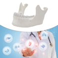 thumbnail image 4 of Yokua Adult Lower Jaw Bone Model Lower Jaw Model Teaching Aid for Science Class, 4 of 11