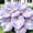 B, variant on Hosta-Mix-Garden Stake for Outdoor Decoration,Fresh Natural Accent for Patio and Walkways