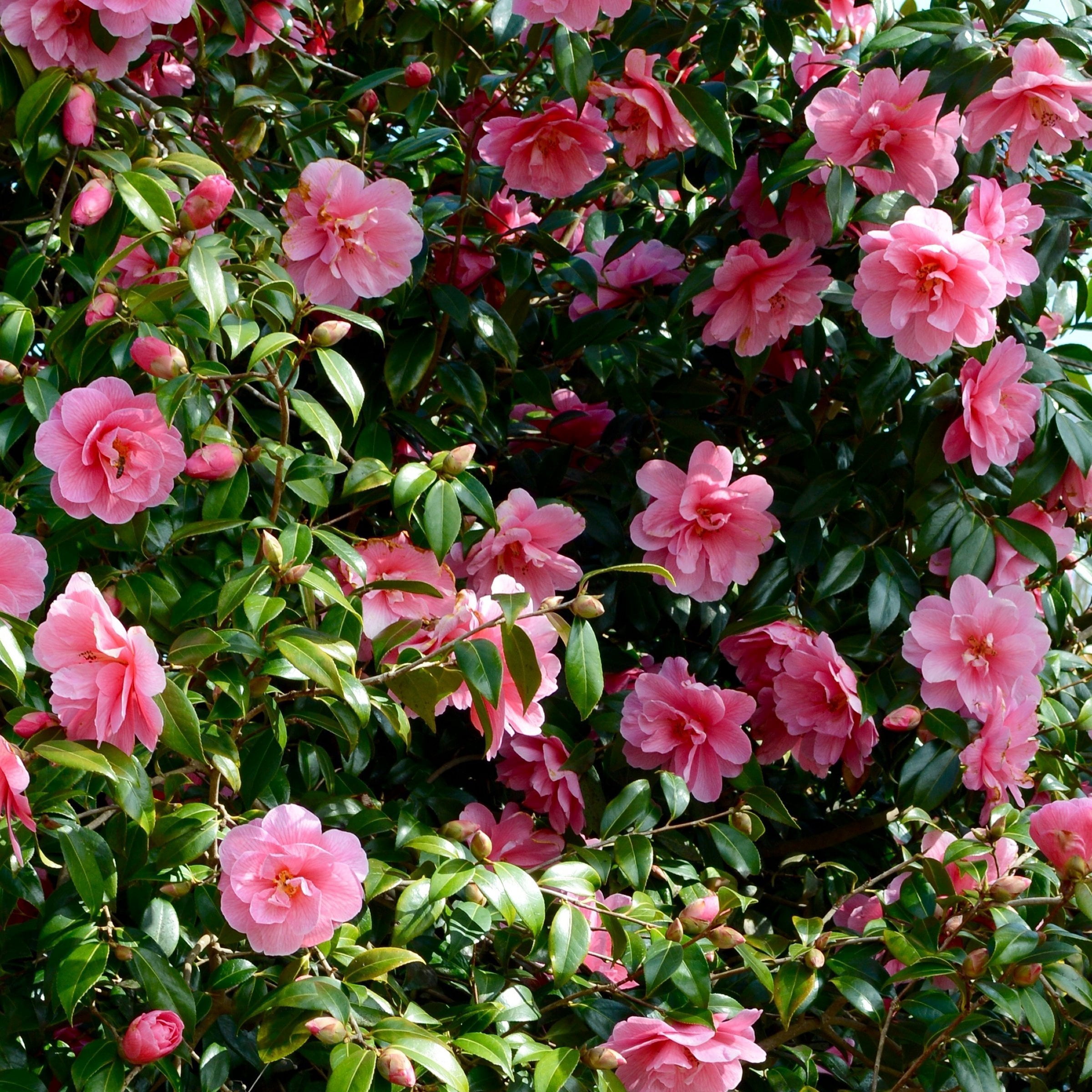 National Plant Network 1 gal. Camellia Sasanqua Dream Weaver Shrub