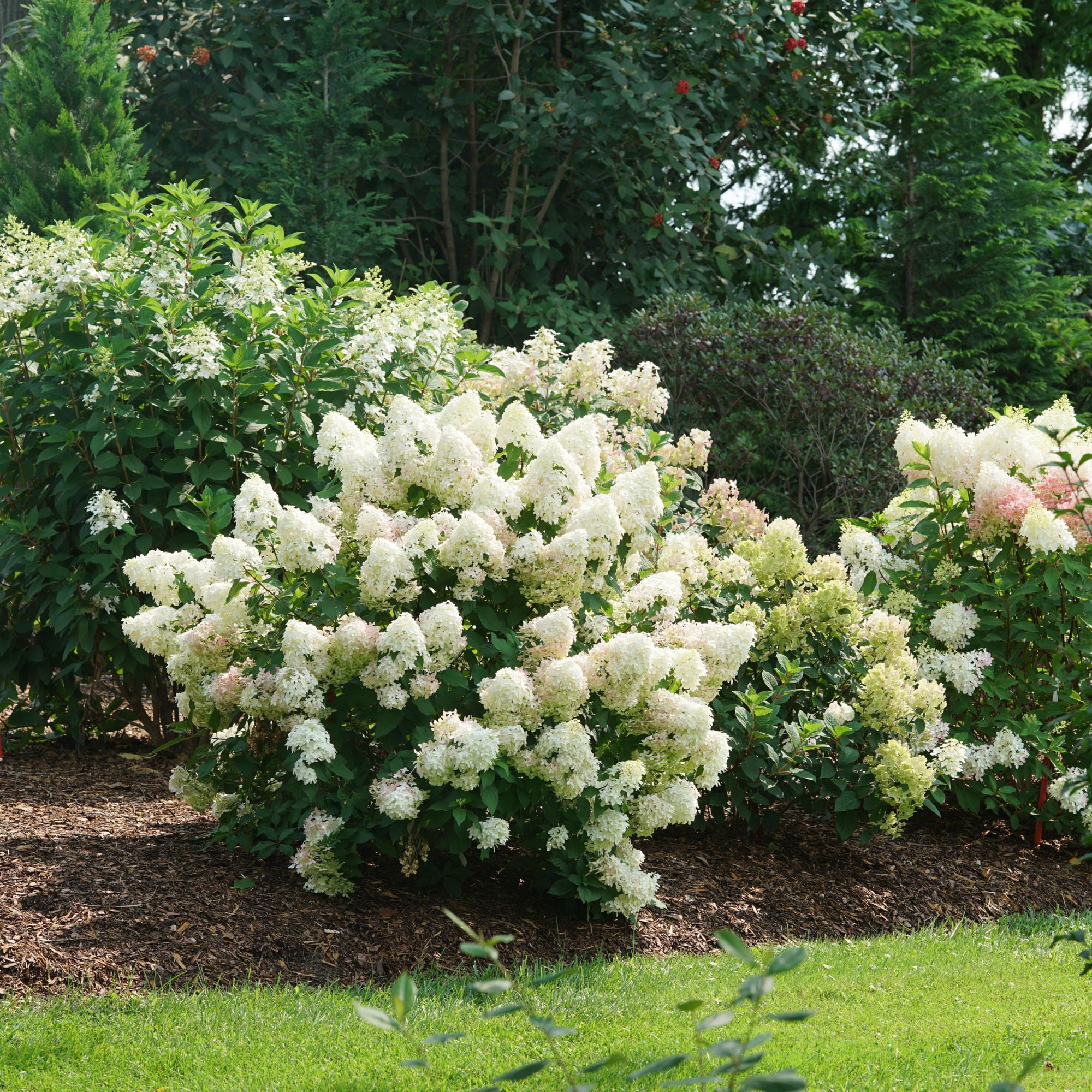 Proven Winners ColorChoice Quick Fire Fab Hydrangea (5 Gallon)