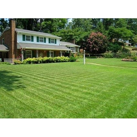 Compadre Zoysia Grass Seed - 1 Lb.