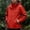 Red, variant on LEKWK Hooded Softshell Jacket for Men Full Zip Lightweight Outdoor Windbreaker, Water Resistant Utility Rain Coat with Zipper Pockets and Adjustable Cuffs for Hiking Travel Red XL