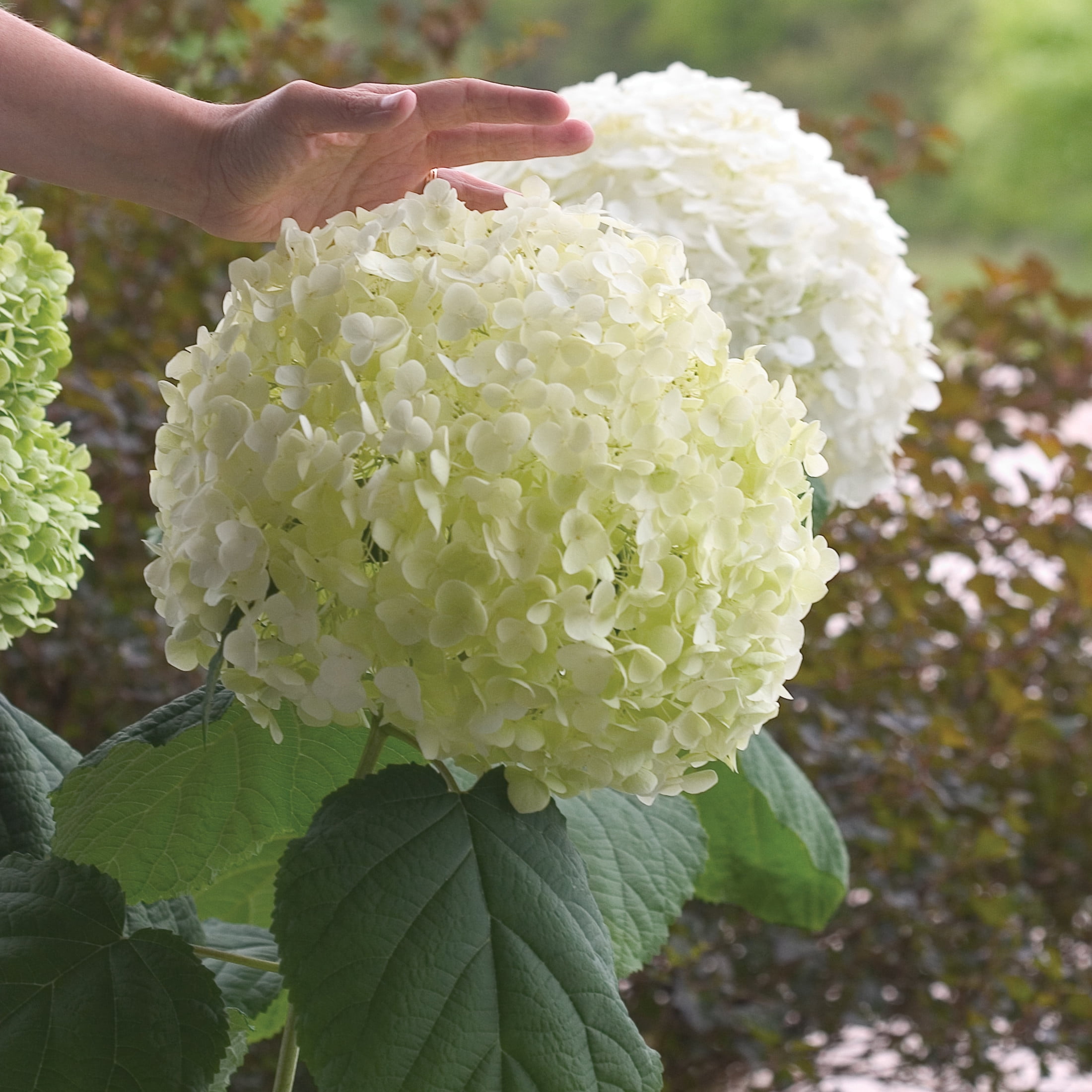 Proven Winners ColorChoice 5" White Incrediball Smooth Hydrangea Live Plant in 4.5" Pot (4 Count)