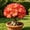 C, variant on Rare Desert Rose —(Non-Artificial)--10 color options-- Low-Maintenance — Perennial Garden Favorites — An Ideal Choice