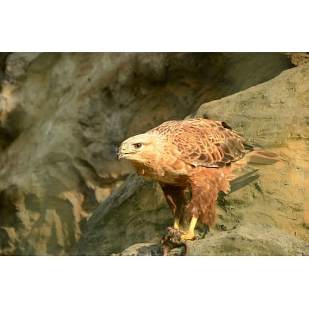 Canvas Print Bird Beak Predator Golden Eagle Extraction Eagle Stretched Canvas 10 X 14