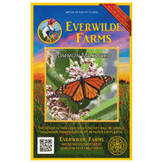 Everwilde Farms - 300 Common Milkweed Native Wildflower Seeds - Gold Vault Jumbo Bulk Seed Packet