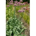 thumbnail image 2 of New York Flowering Ornamental Onion Allium 8 Bulbs - 10/12 cm - New, 2 of 4