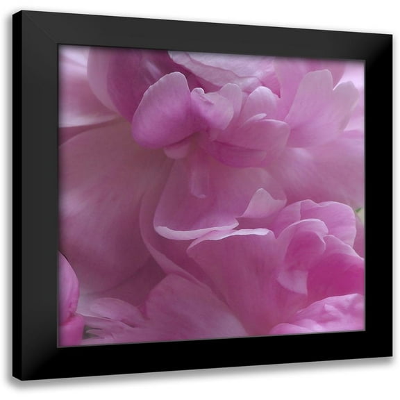Burkhart, Monika 12x12 Black Modern Framed Museum Art Print Titled - Spring Peonies III