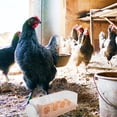 thumbnail image 4 of Greenadscape Comedero Transparente Para Gallinas Rutin Con De Múltiples Agujeros Y Material Plástico Duradero, 4 of 8